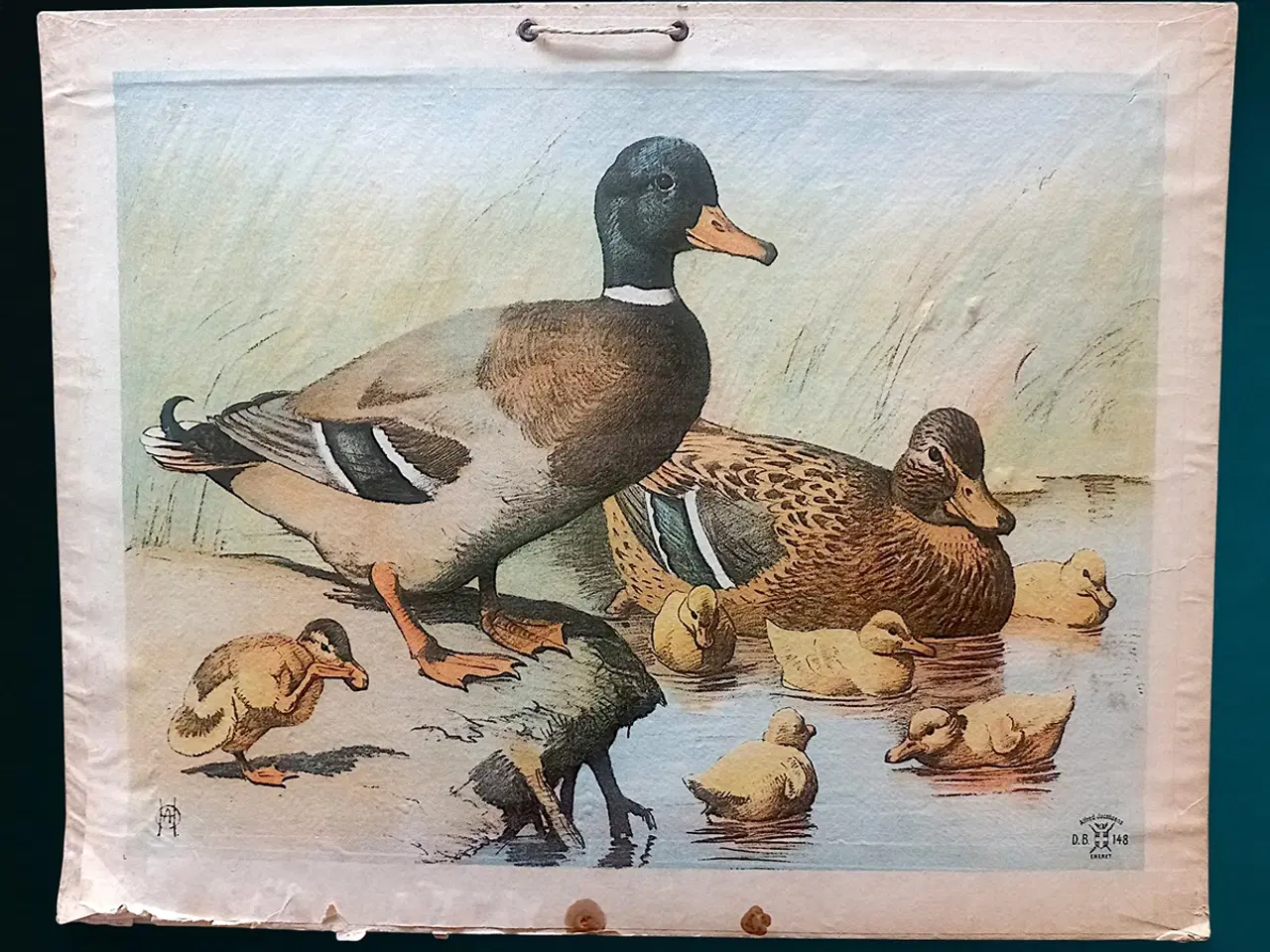 Billede 1 - Antik skoleplakat gråænder D.B.148