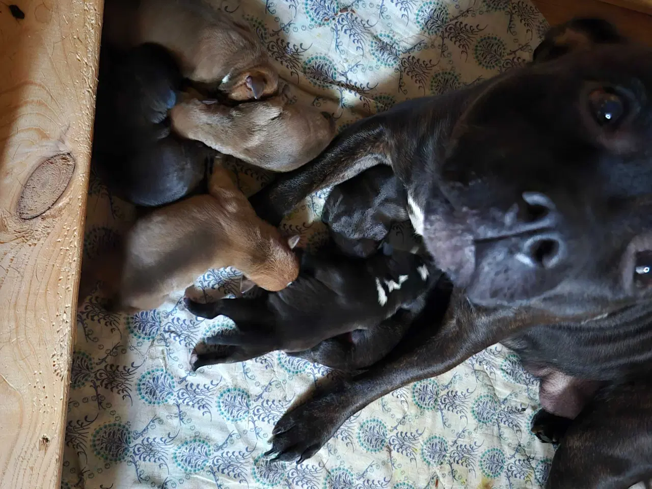 Billede 2 - Staffordshire bull terrie 