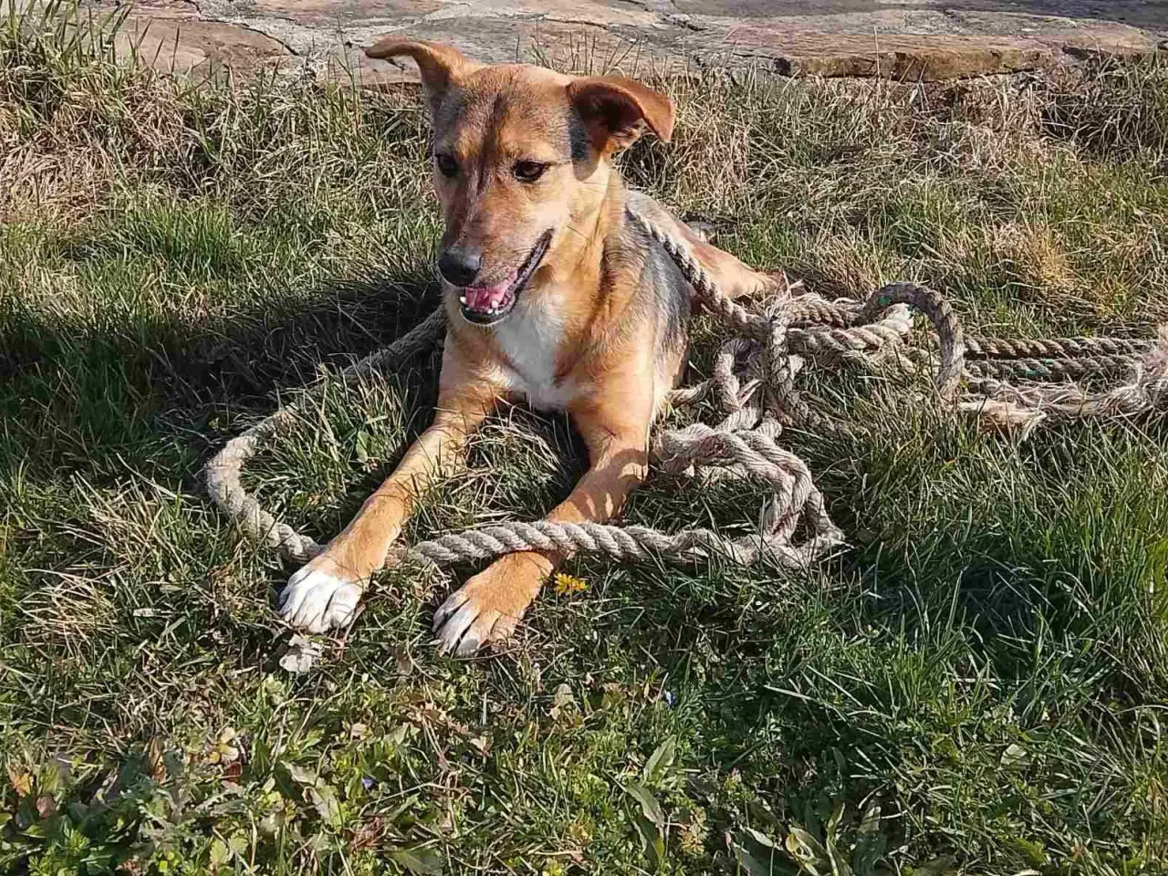 Billede 6 - Obi søger 4ever familie 🐾