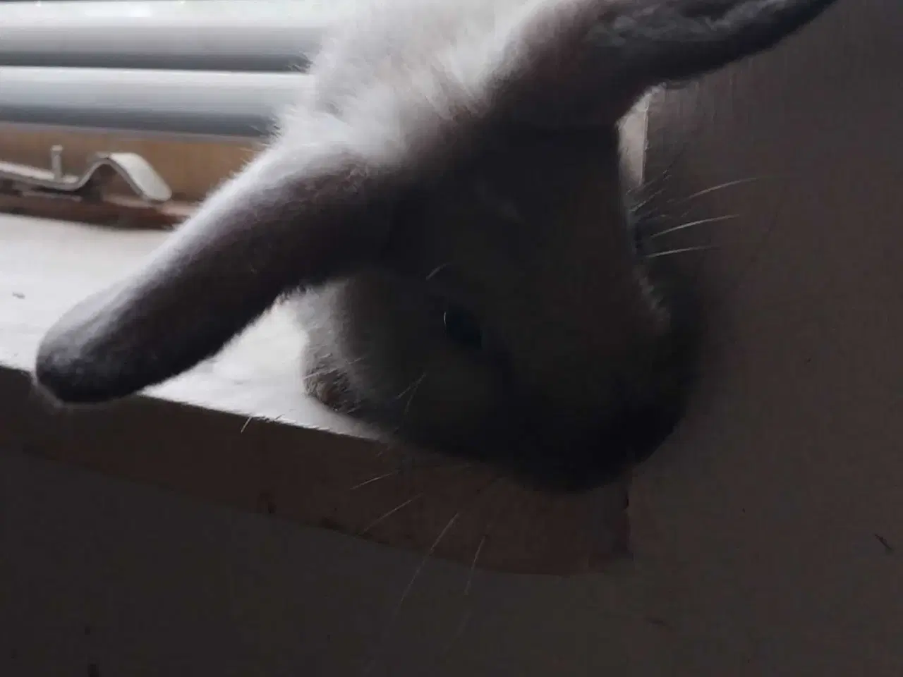 Billede 2 - Sød og kælen Mini-lop mix 