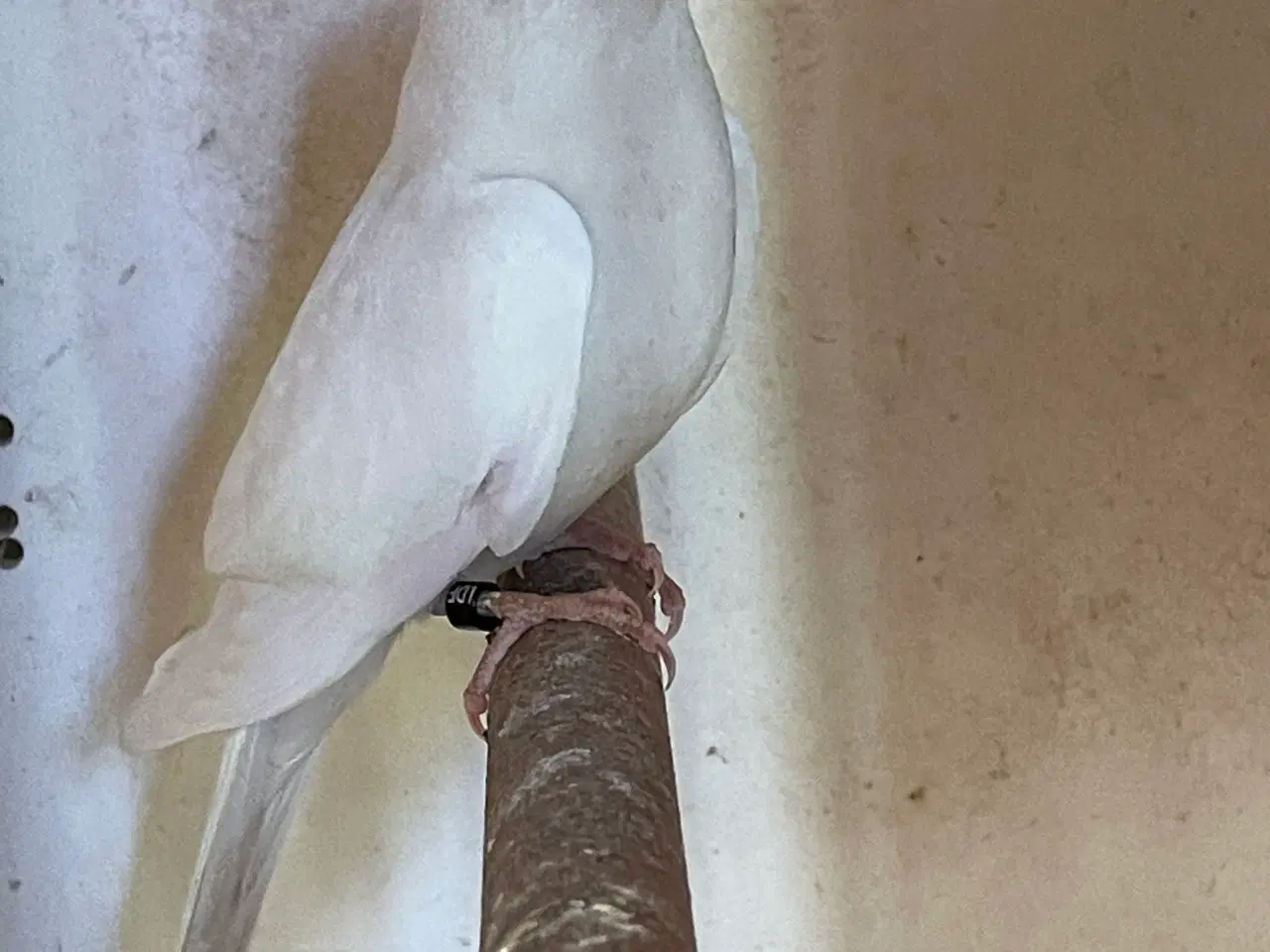 Billede 1 - Albino splendid (rødbrystet græsparakit)