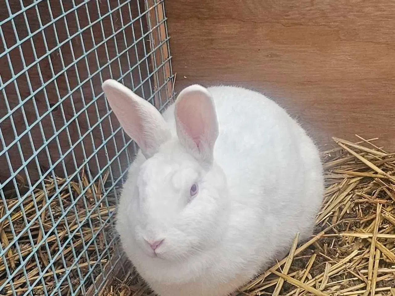 Billede 1 - Hvid landkaniner 