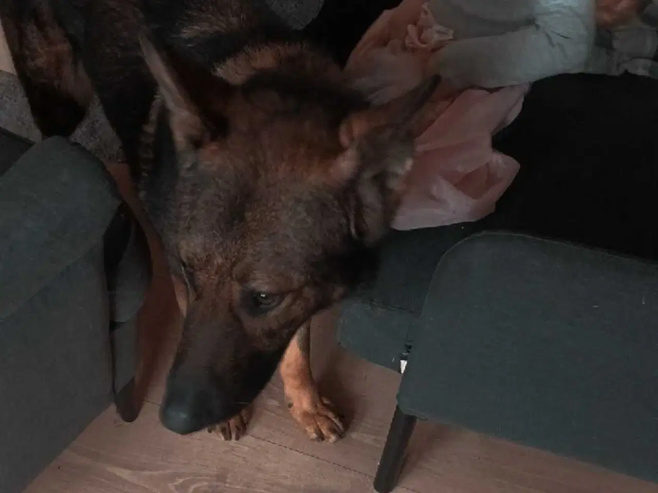 Billede 2 - Grå schæfer han