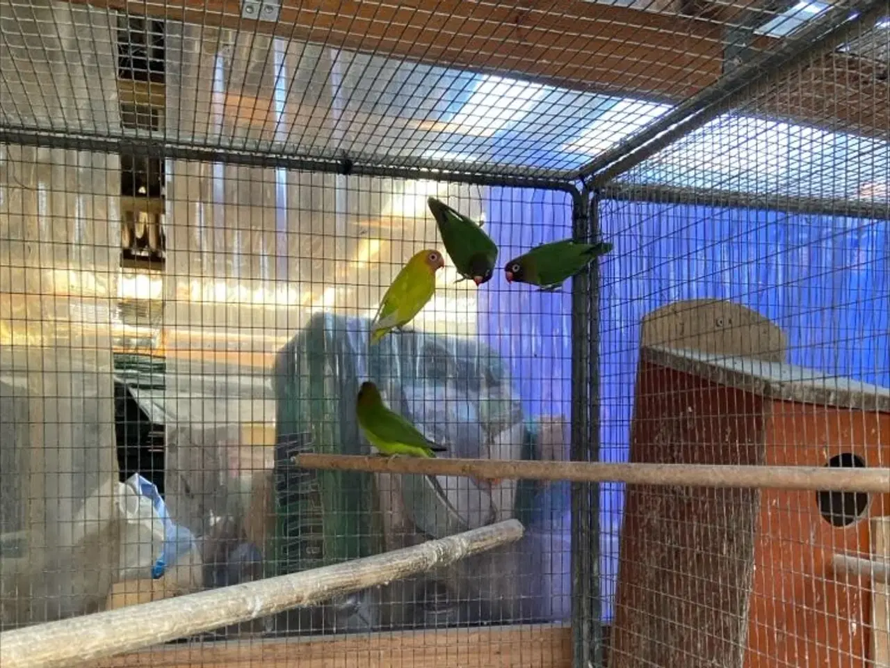 Billede 1 - Brunhoveddvætgpapegøjer og hanundulater