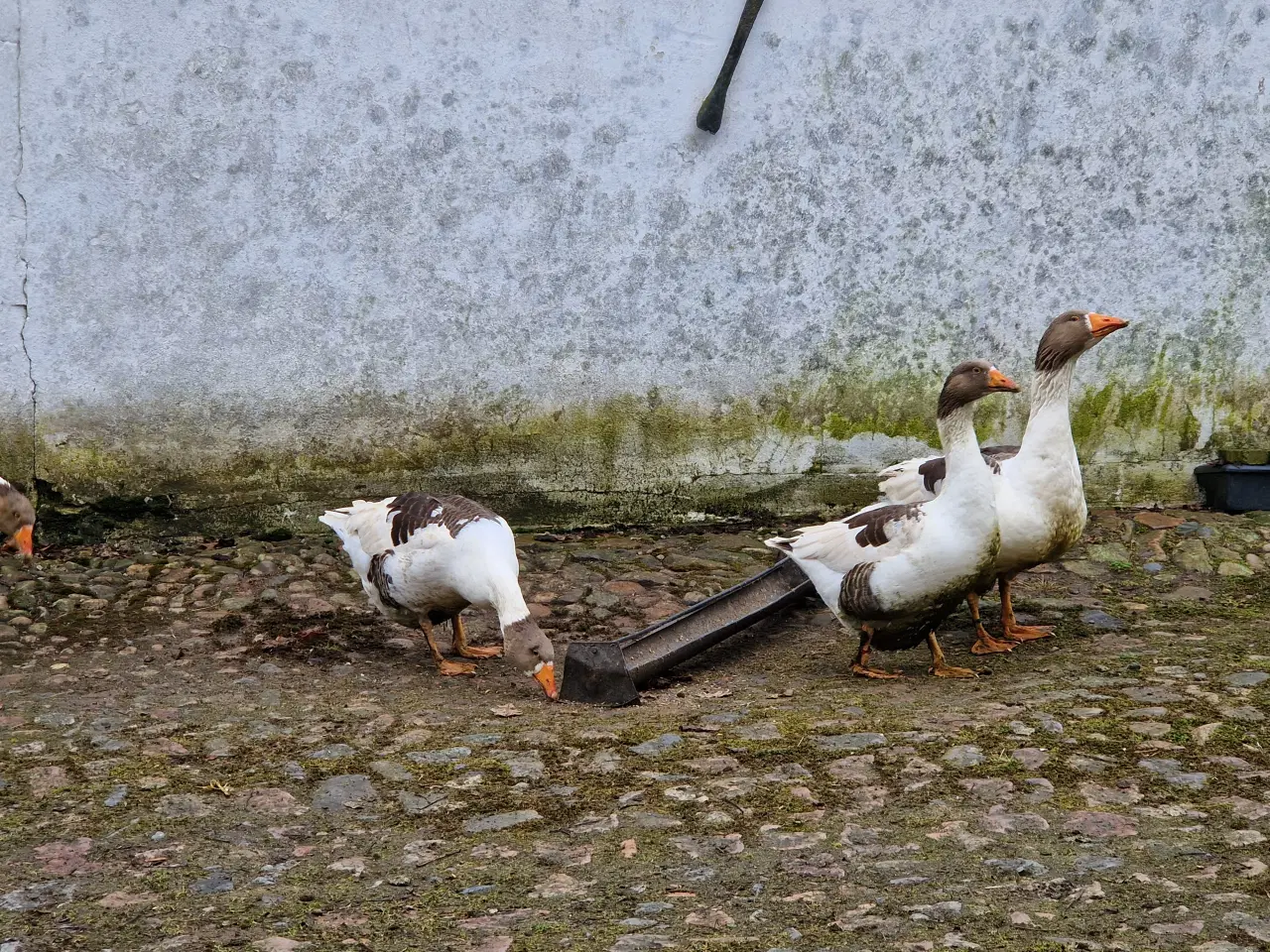 Billede 1 - Gåseæg, rugeæg 