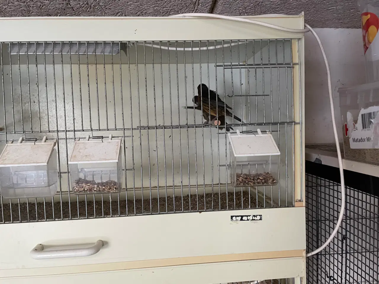 Billede 1 - Sort/røde kanarie