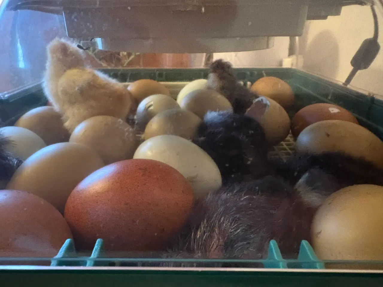 Billede 9 - Daggamle kyllinger 