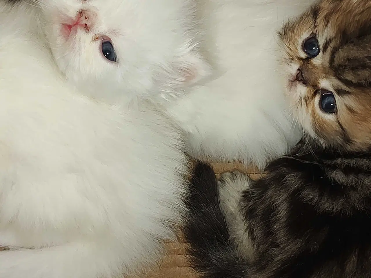 Billede 15 - Perser killinger 