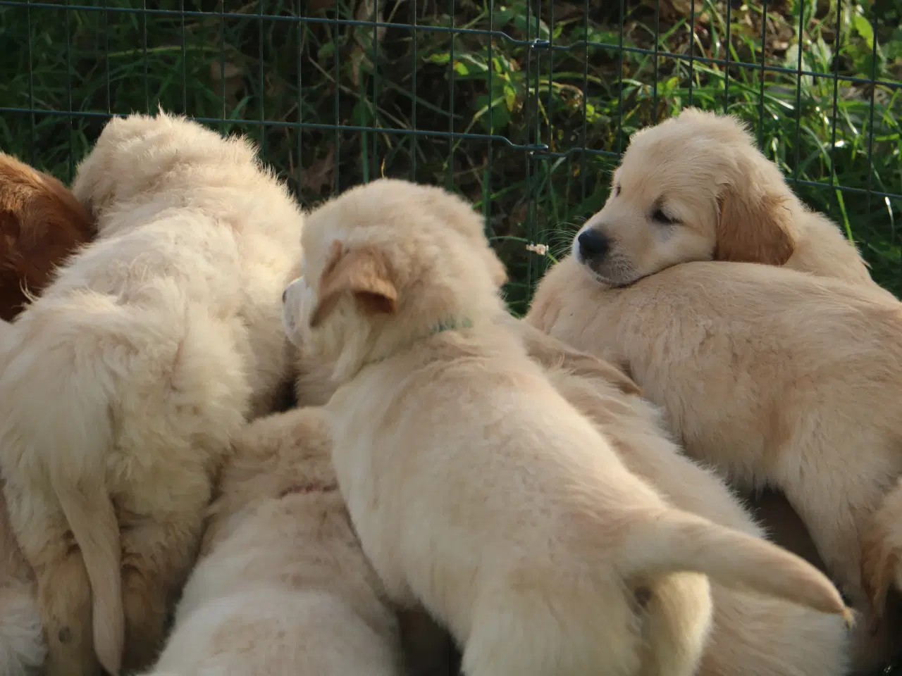 Billede 12 - Verdens smukkeste Golden Retriever er nu til salg!