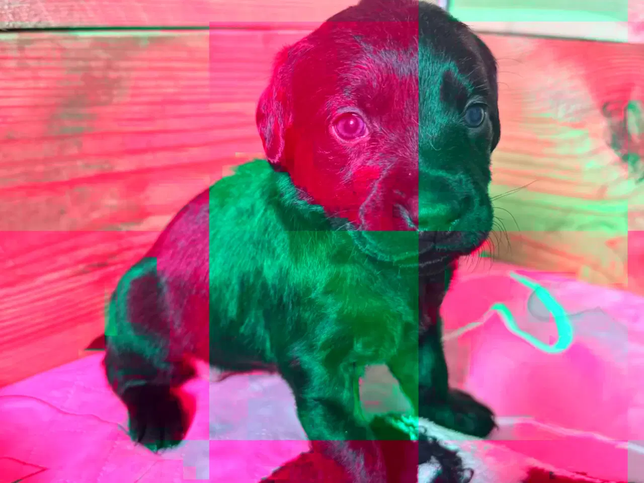 Billede 3 - Formel1  hvalpe 🥰 