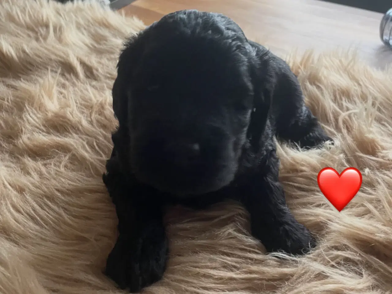 Billede 1 - Goldendoodle hvalpe 