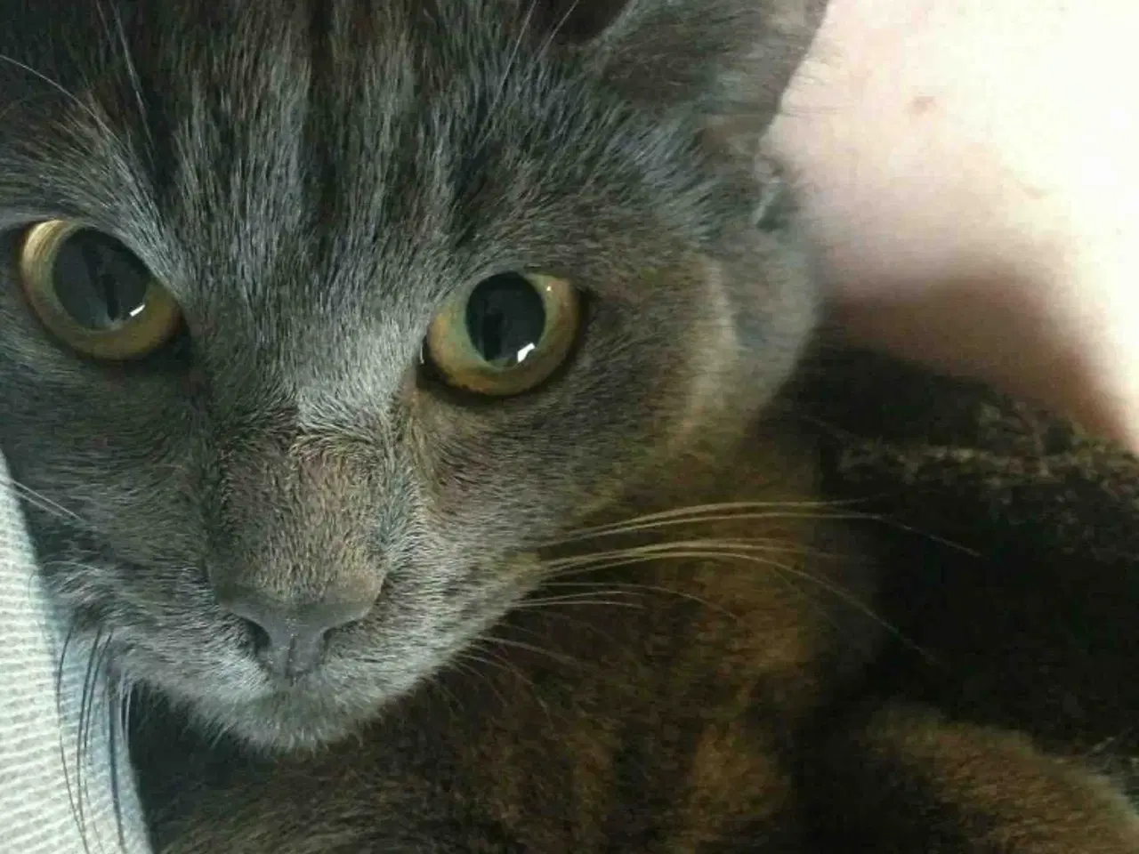 Billede 3 - Russian Blue hunkat