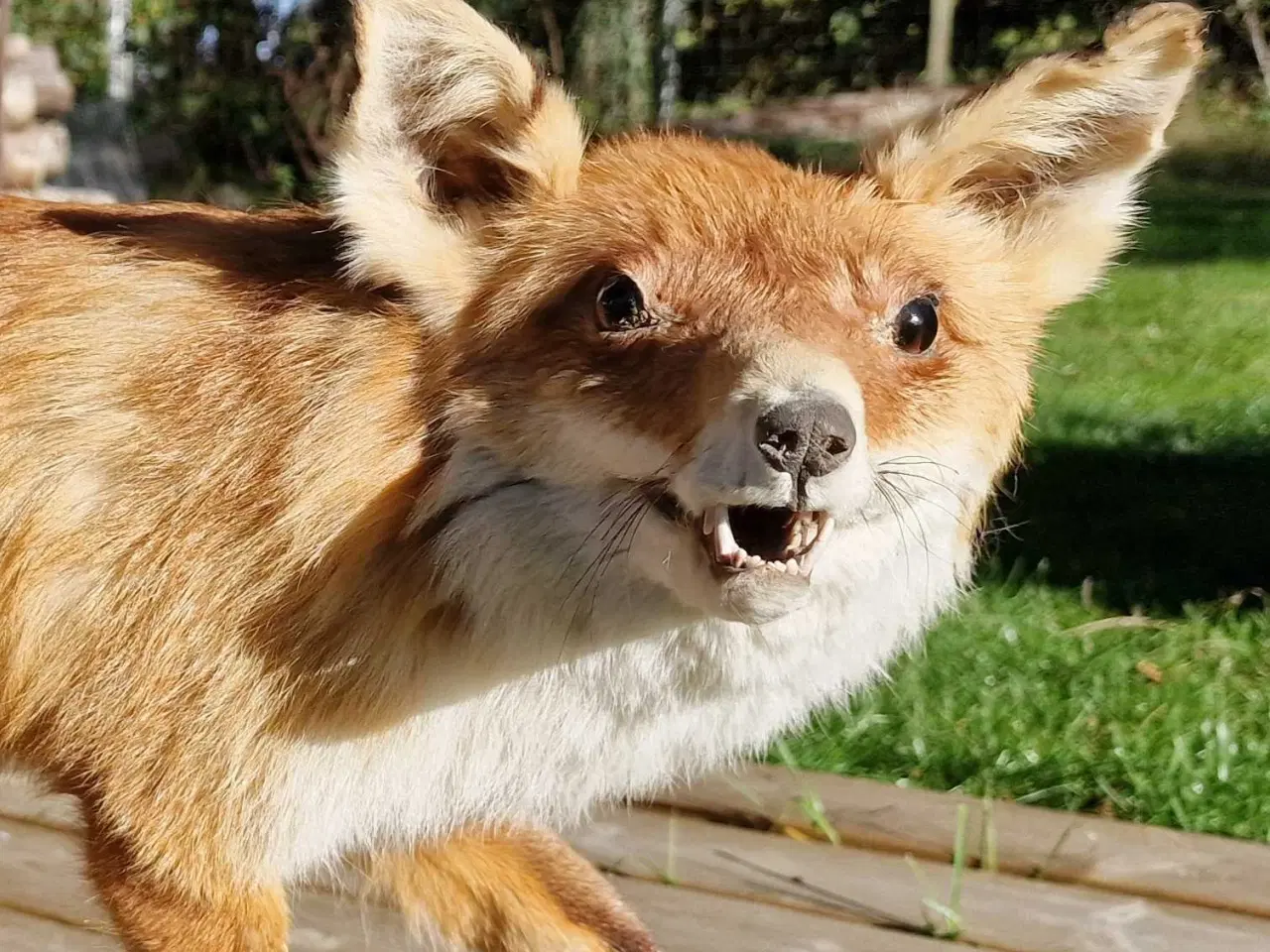 Billede 1 - Meget flot udstoppet ræv sælges