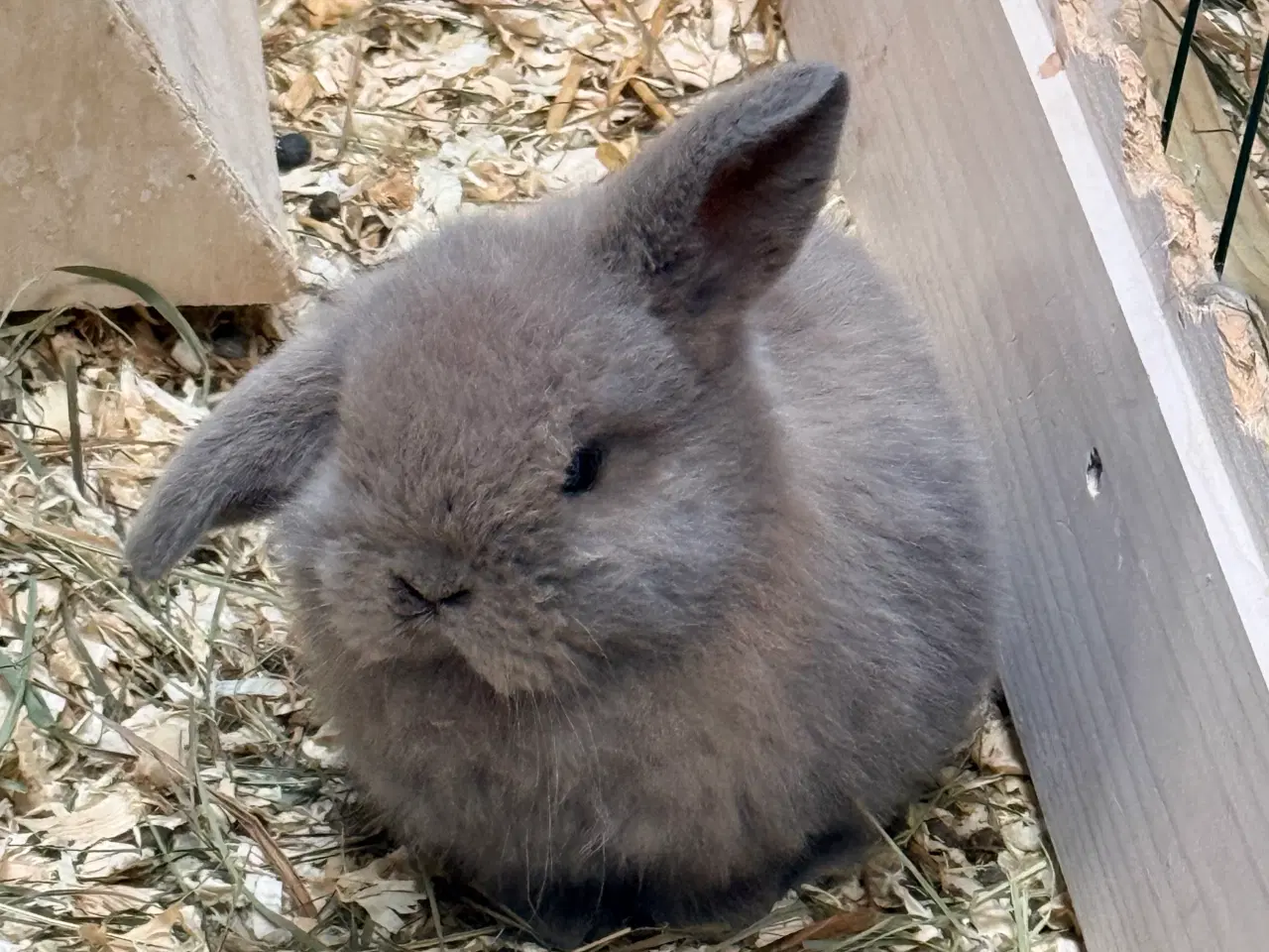 Billede 3 - Minilop kaninunger 