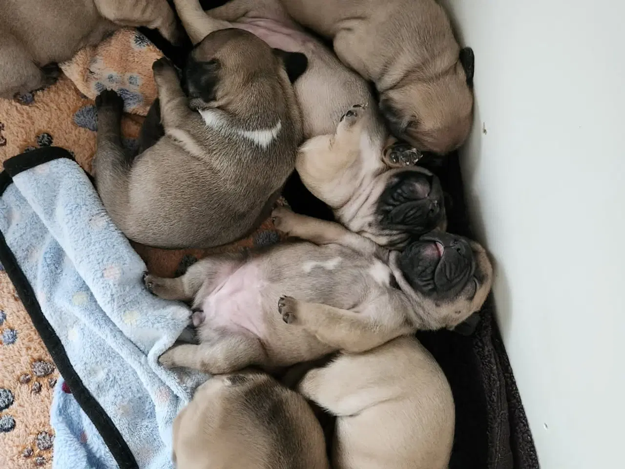 Billede 1 - Fransk Bulldog Hvalpe