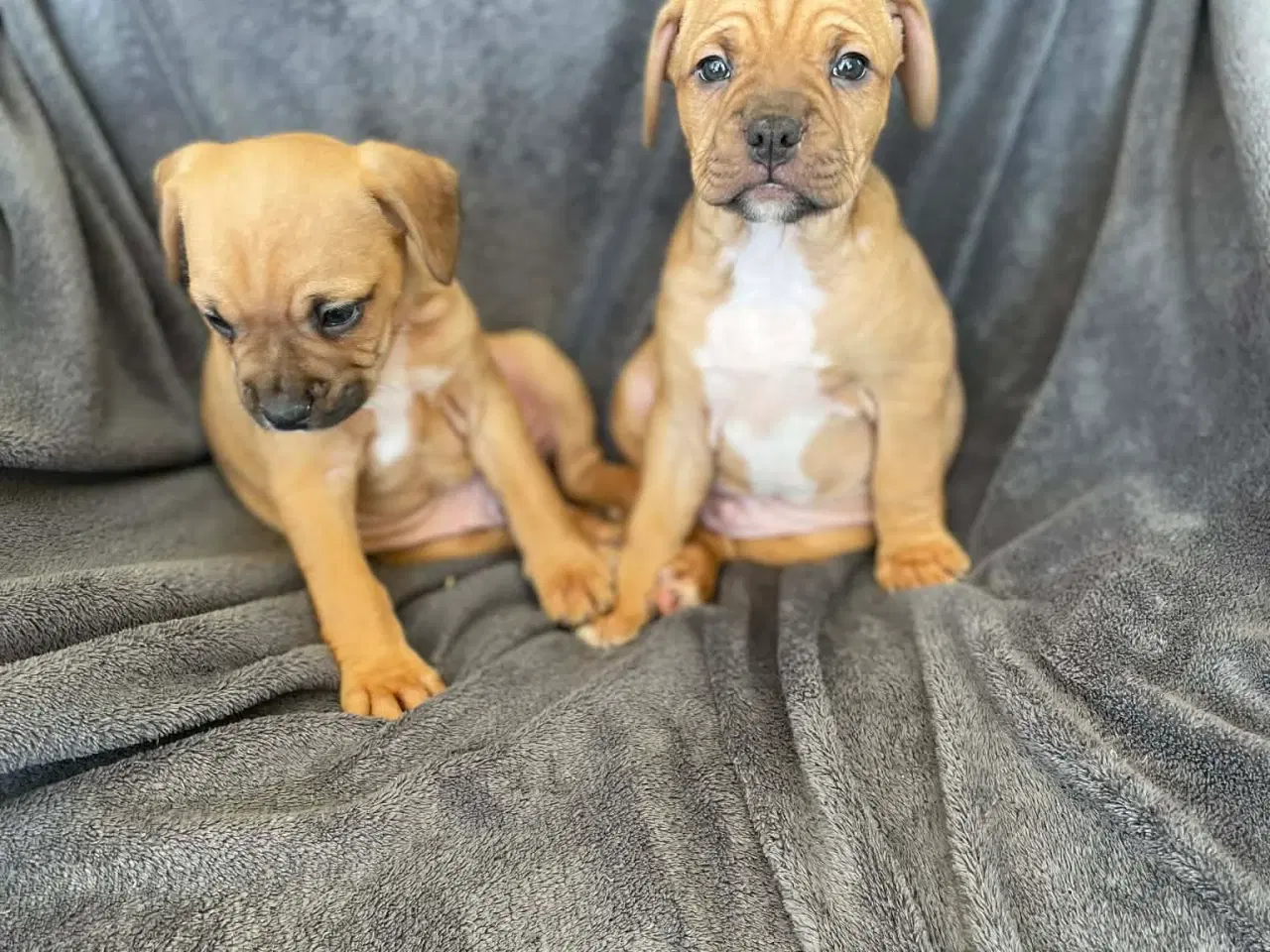 Billede 9 - Fransk-Dansk