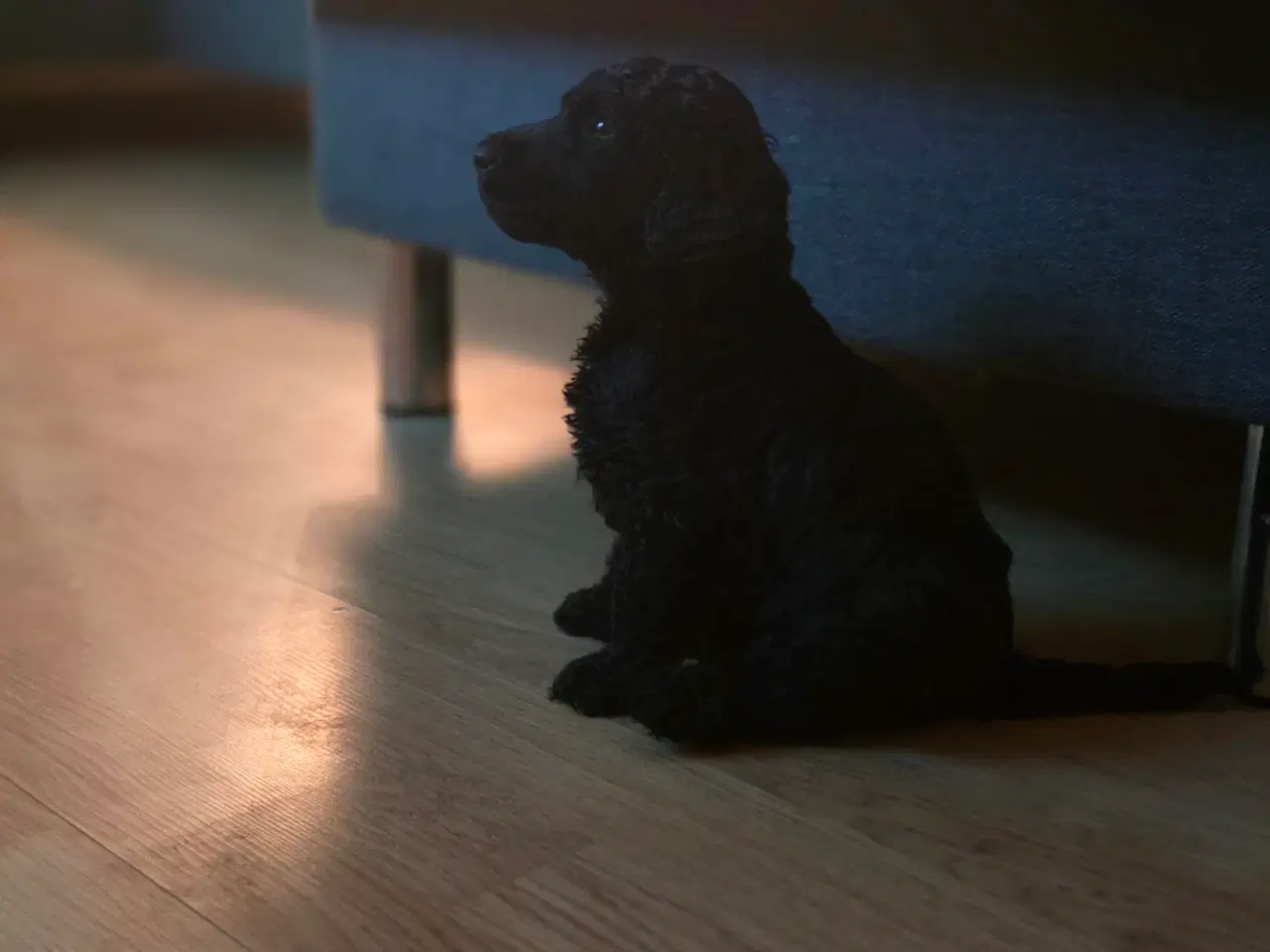 Billede 5 - Stor pudel hvalpe 