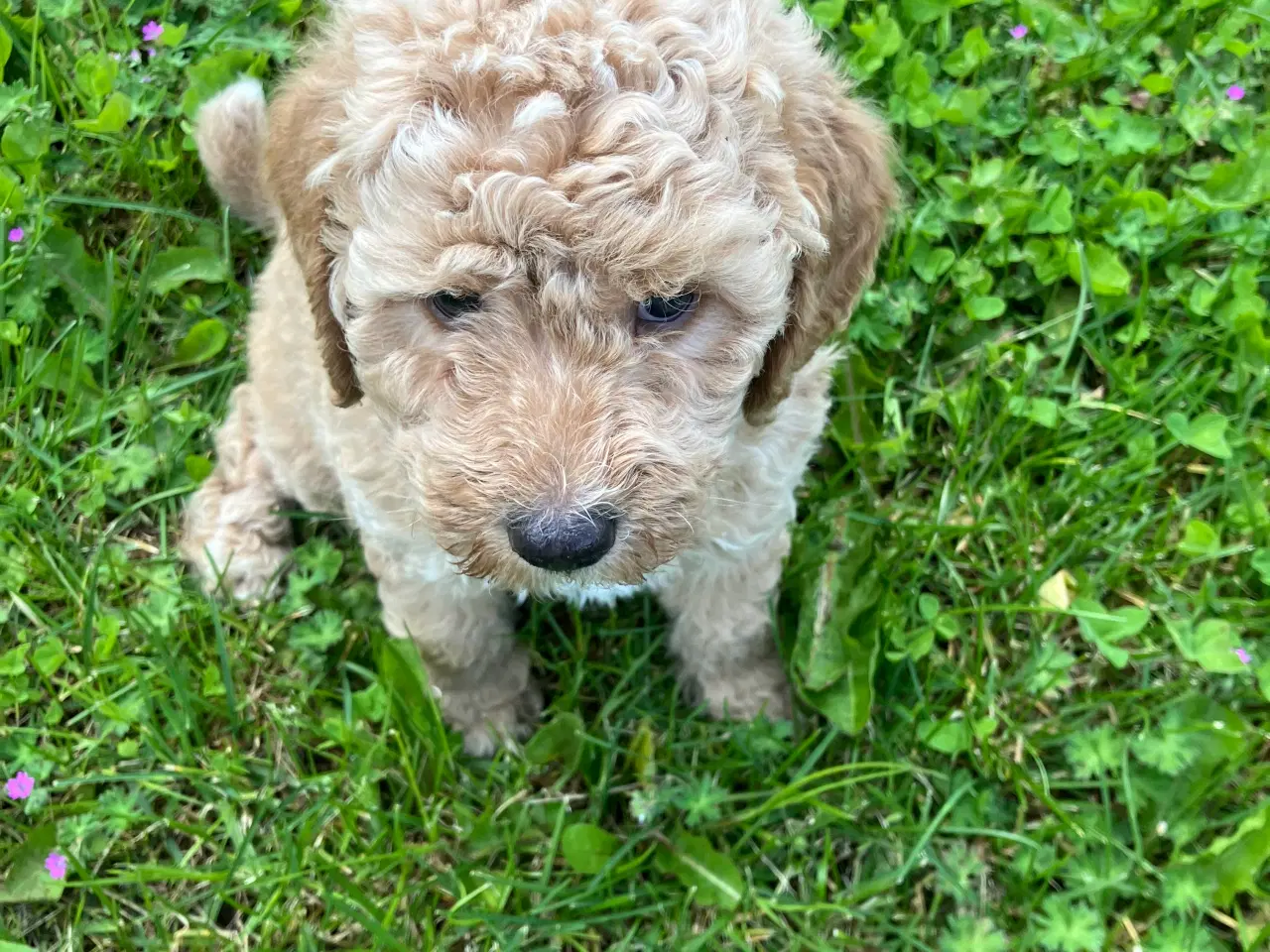 Billede 1 - Mellem labradoodle hvalpe Multigen