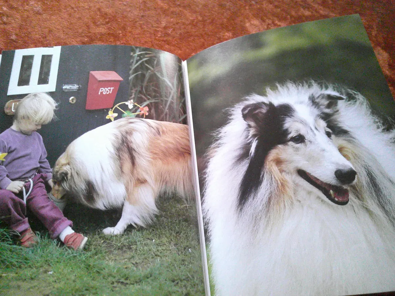 Billede 2 - Collien,  Charlotte Høier