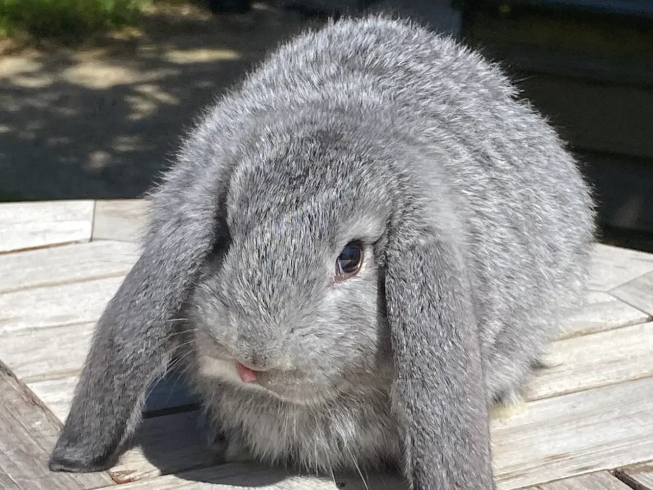 Billede 1 - FRANSK VÆDDER HUN CHINCHILLA