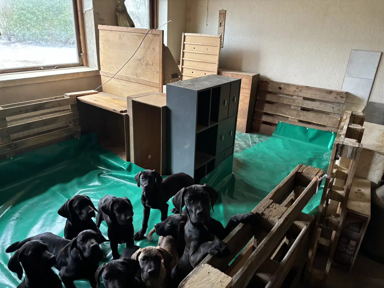 Billede 10 - Grand Danois hvalpe 