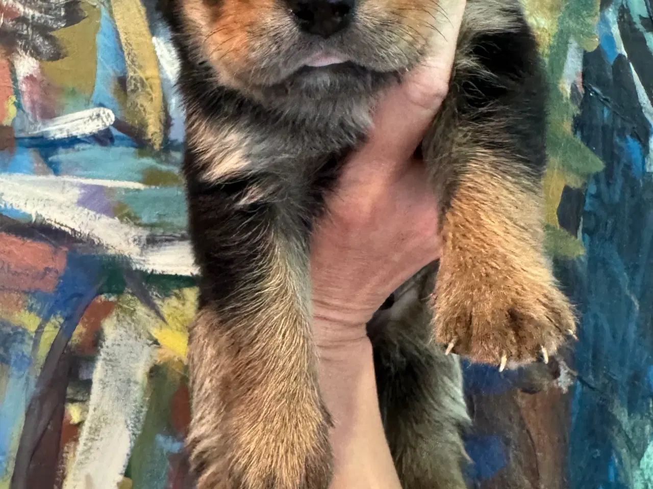 Billede 16 - Golden Retriever & Rottweiler mix