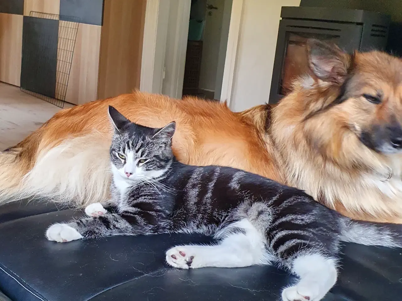 Billede 1 - Kat han kast. 