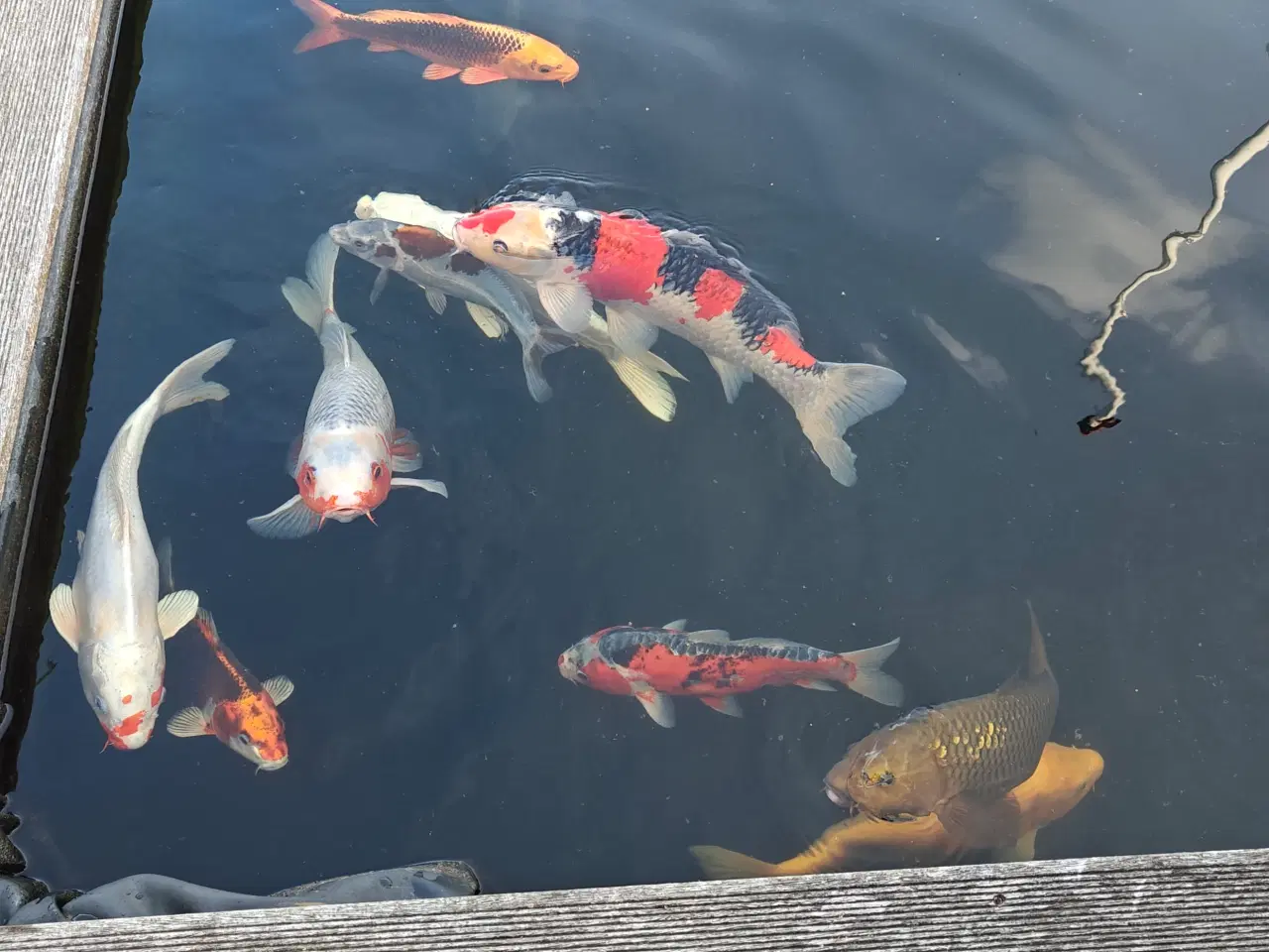 Billede 2 - Japanske koi'er 