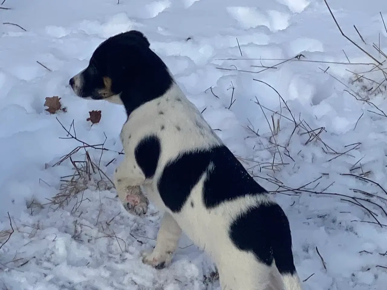 Billede 8 - Dansksvensk gårdhund til salg