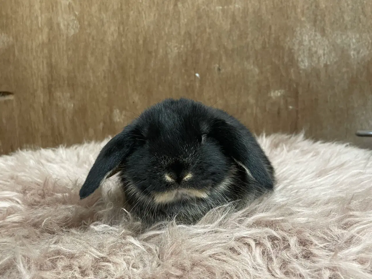 Billede 4 - Minilop unge klar 20/2 (dreng)