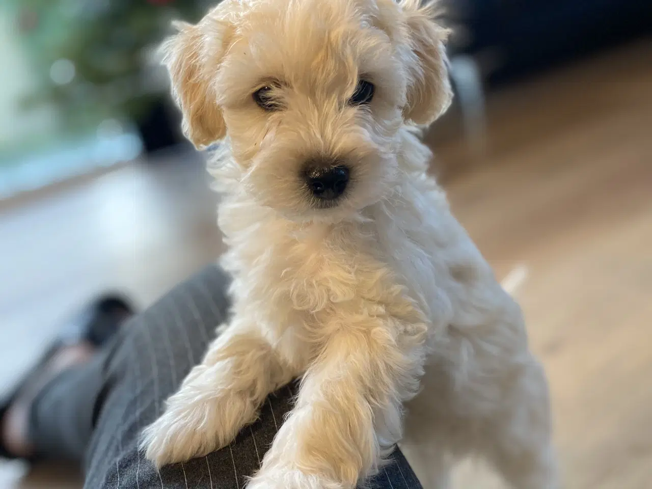 Billede 1 - Maltipoo 