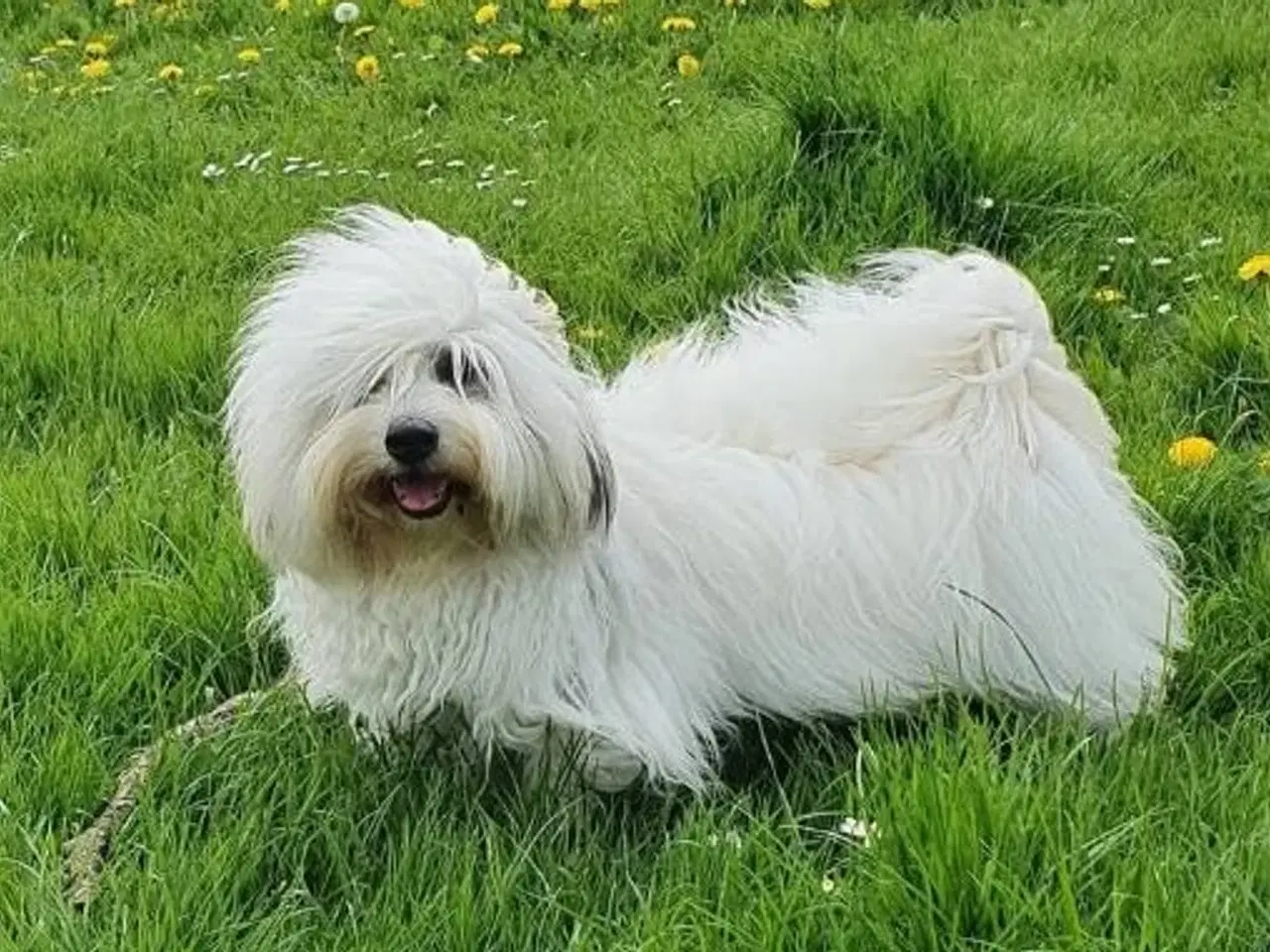 Billede 10 - Coton de Tulear hvalpe