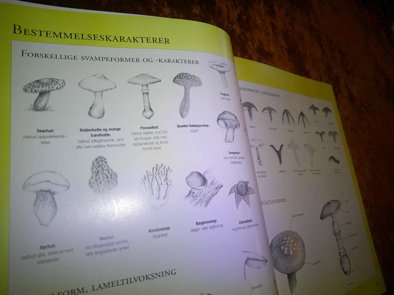 Billede 2 - Svampe, R. Lohmeyer, Ute Künkele