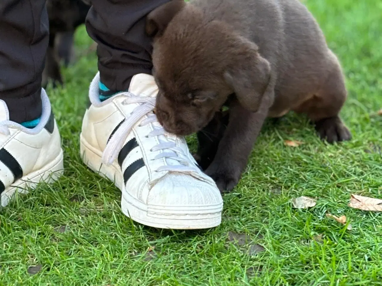 Billede 16 - Brune Labrador 