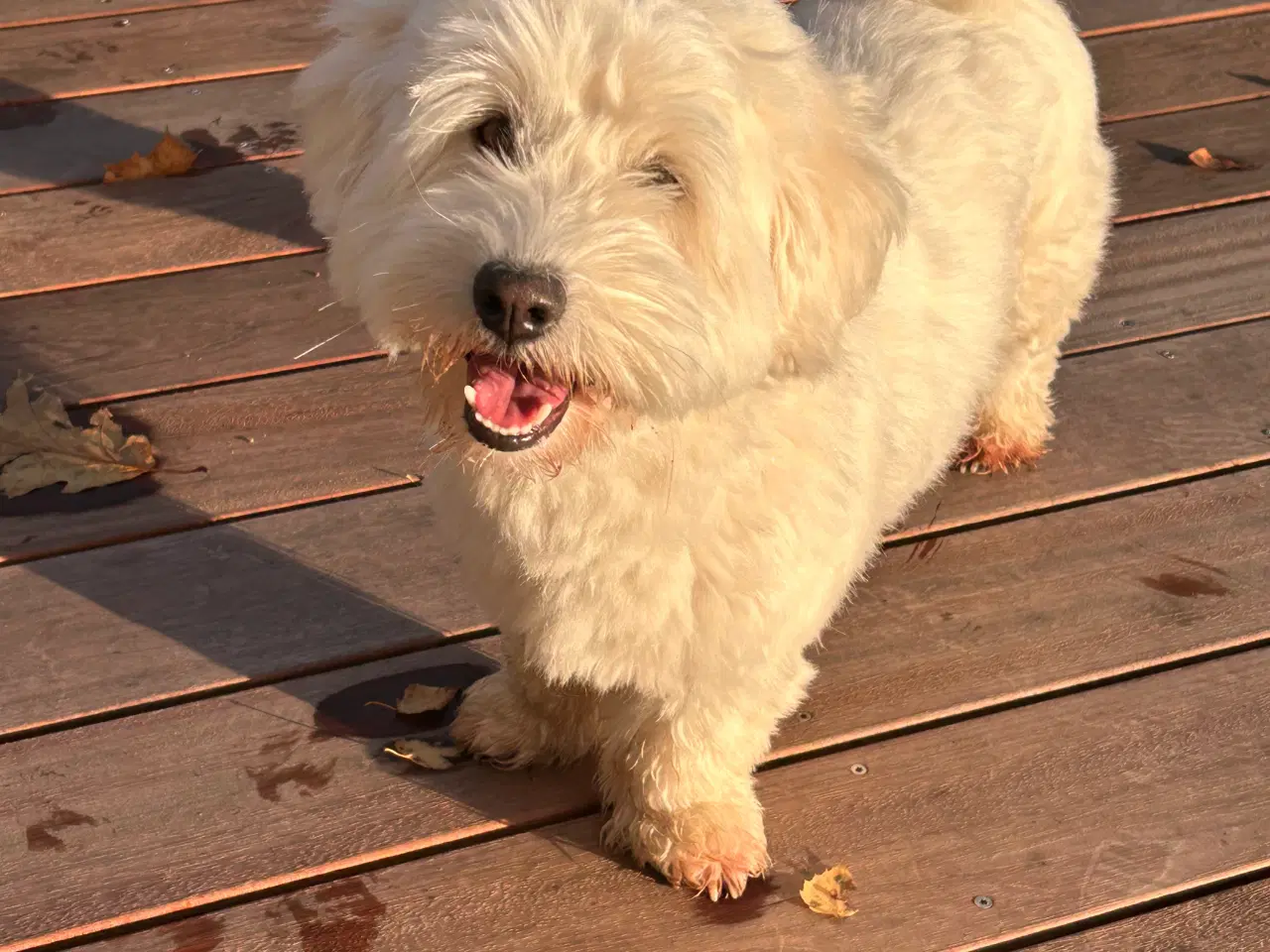 Billede 3 - Bomuldshunde hvalpe klar uge 24