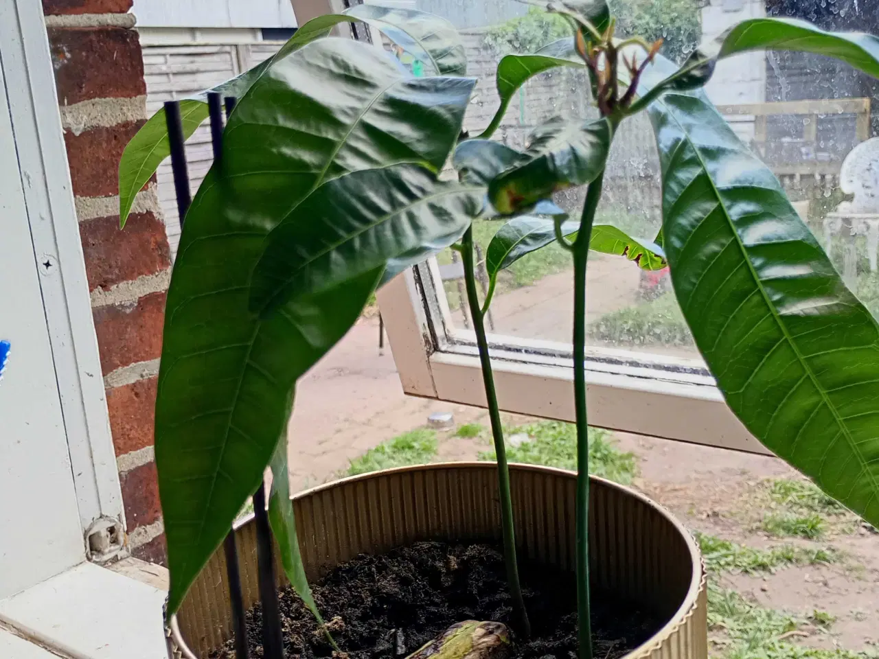 Billede 2 - Mango  plante