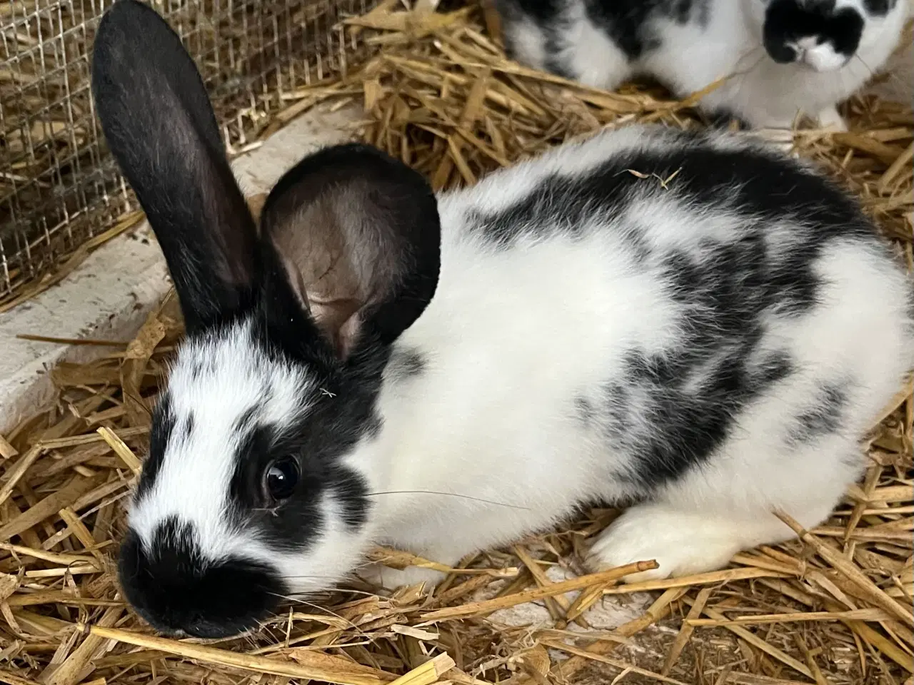 Billede 6 - Plettede unger