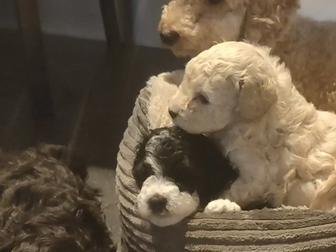 Billede 4 - Havapoo hvalpe