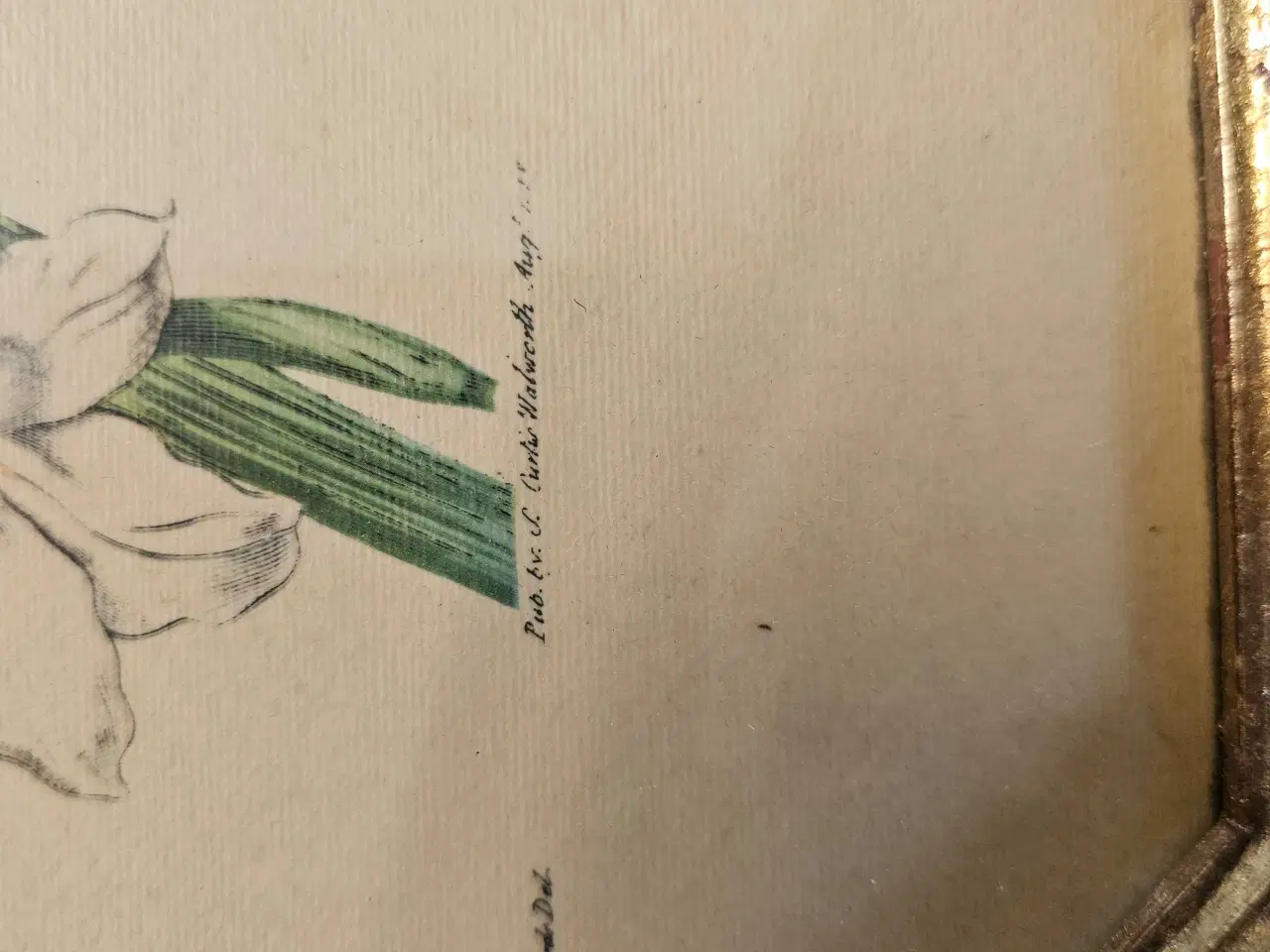 Billede 6 - Tegnede blomster