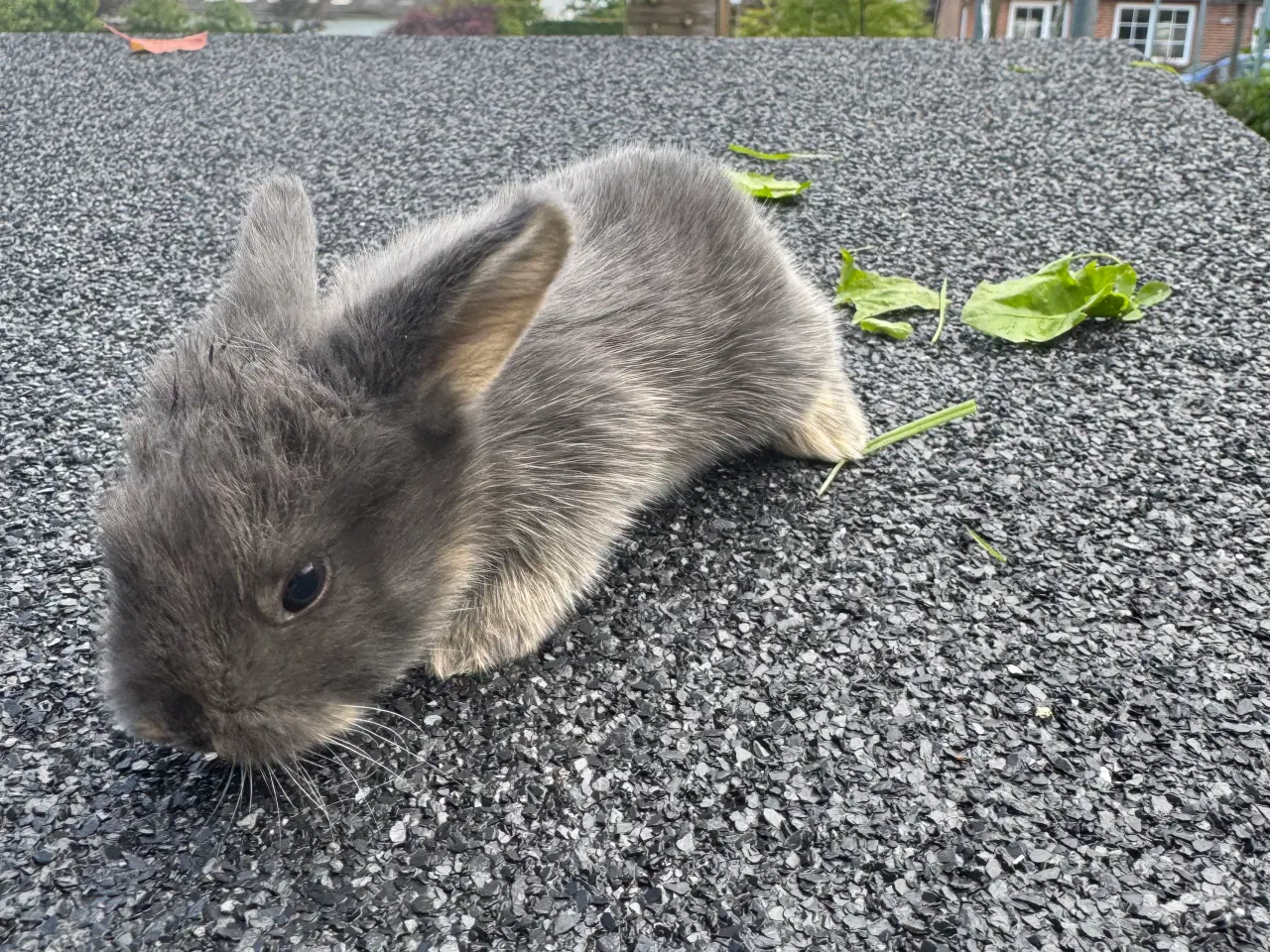 Billede 2 - Minilop kanin unge 