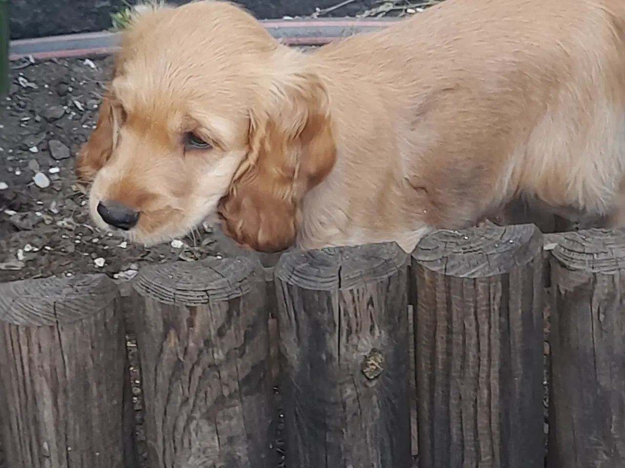 Billede 2 - engelsk cocker spaniel