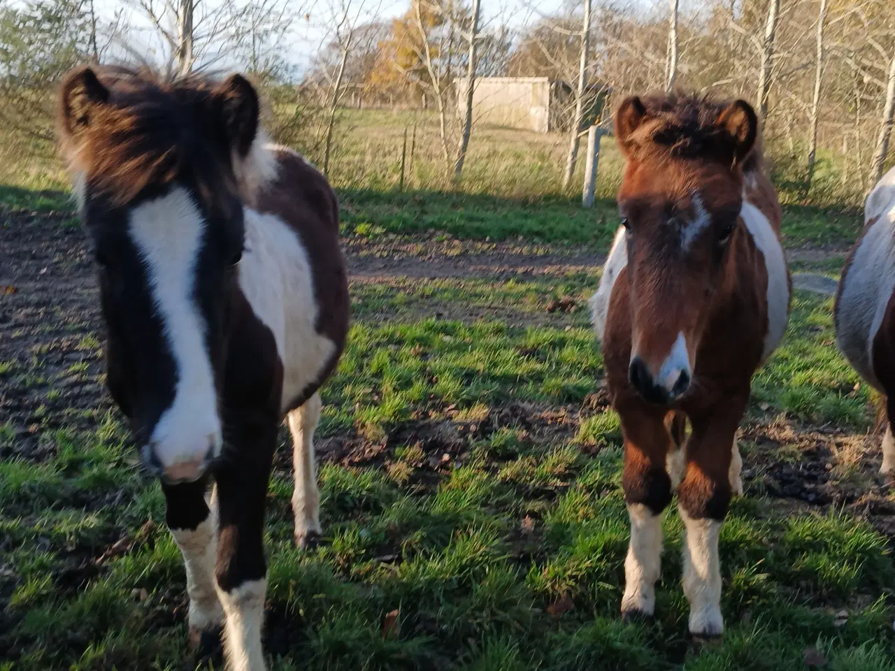 Billede 2 - Hoppeføl sælges