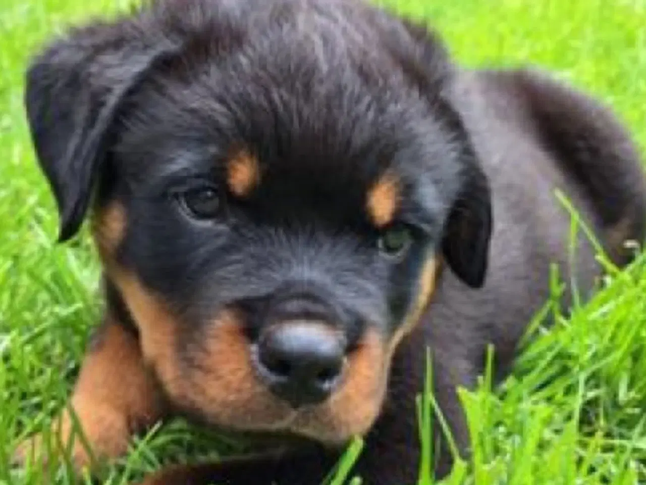 Billede 1 - Søde Hundehvalpe klar til at flytte!
