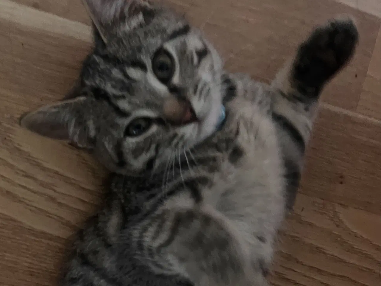 Billede 14 - 2 kuld , Indendørskillinger-afdrag muligt