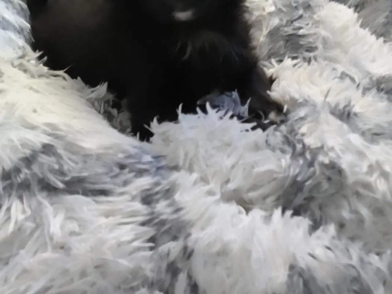 Billede 7 - Den skønneste Pomeranian-blandingshvalp