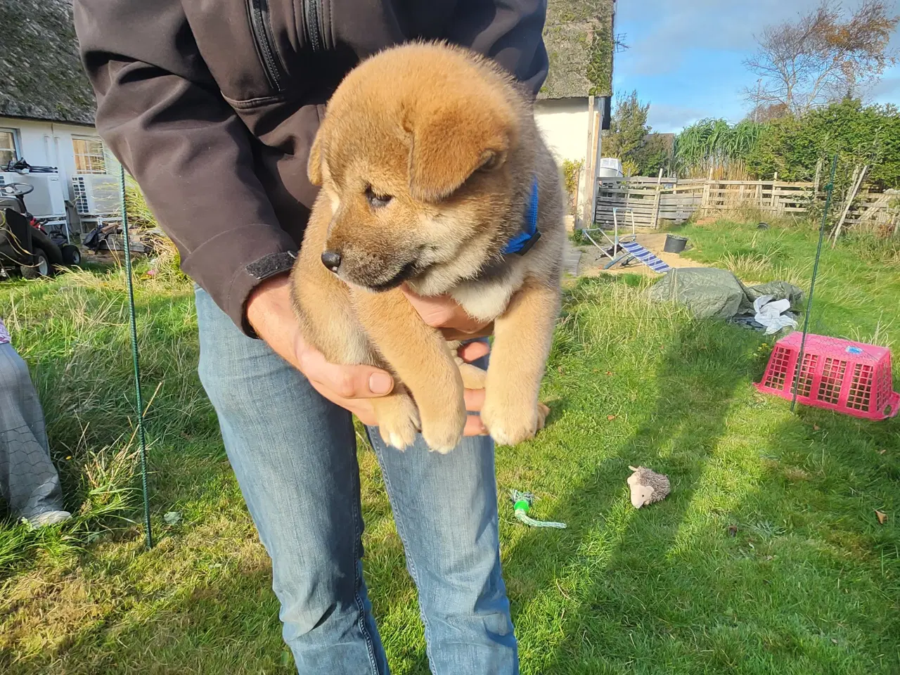 Billede 4 - Shiba inu hvalpe