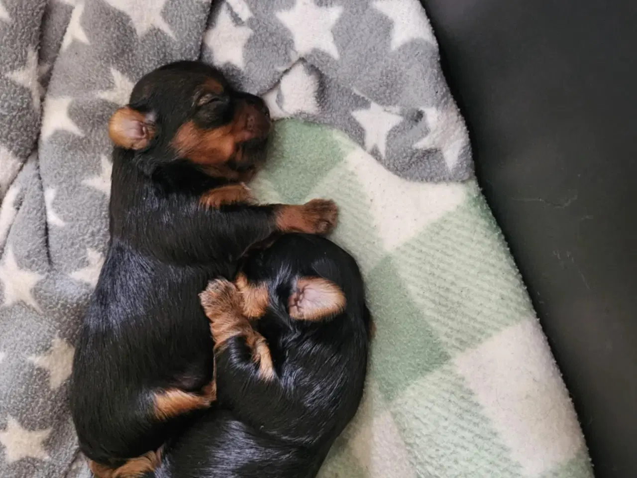 Billede 8 - 4 skønne Yorkshire Terrier hvalpe sælges 