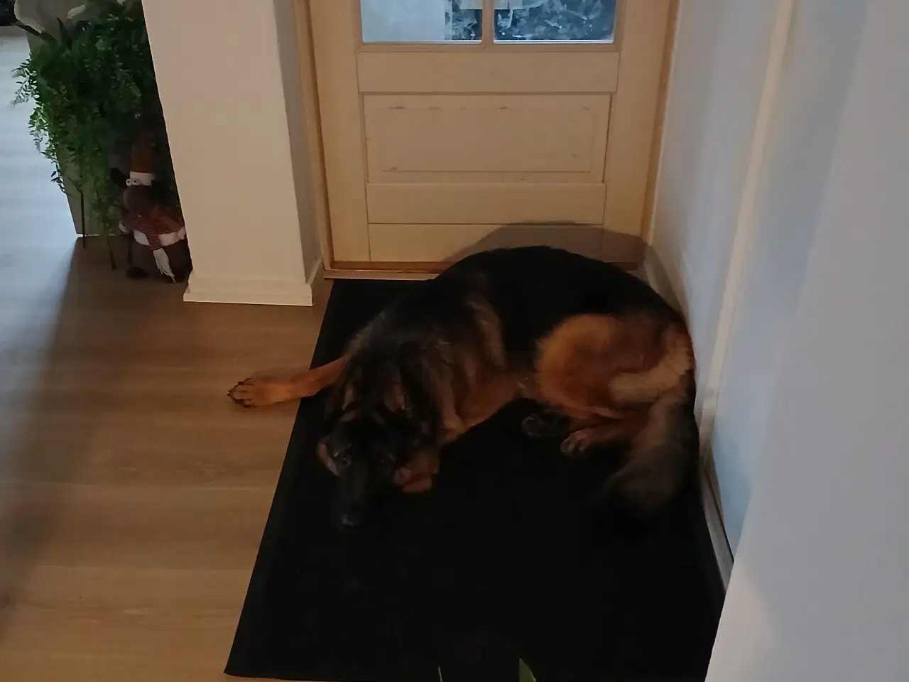 Billede 2 - Schæferhund 