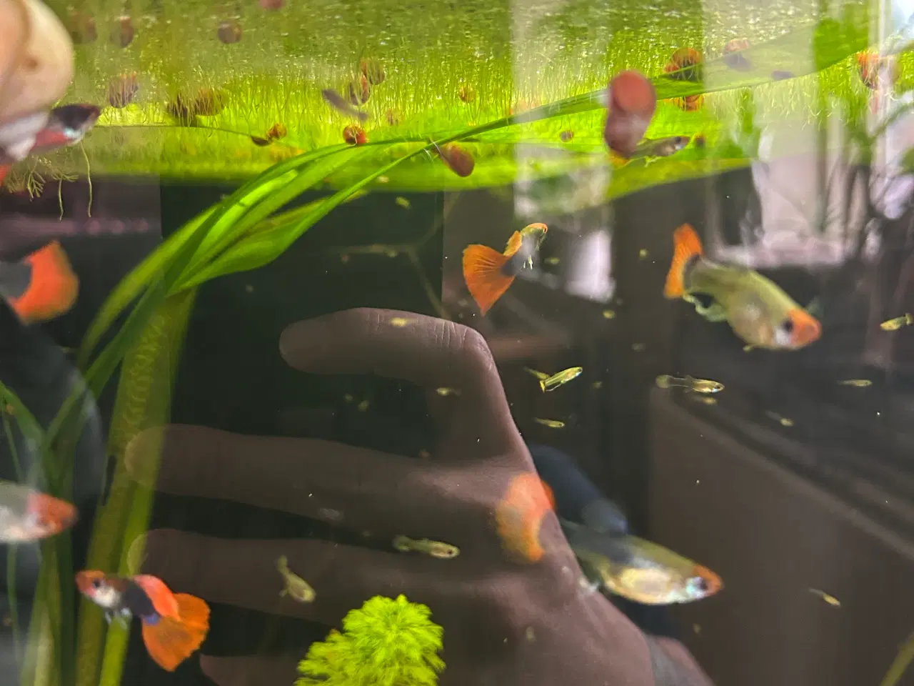 Billede 12 - ❤️🐟 Rednose Dumbo Guppy – Smuk Kontrast (unger)