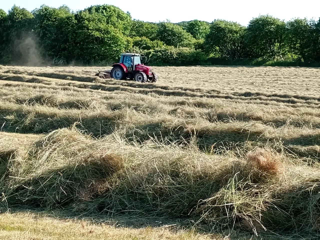 Billede 1 - Hø i små baller